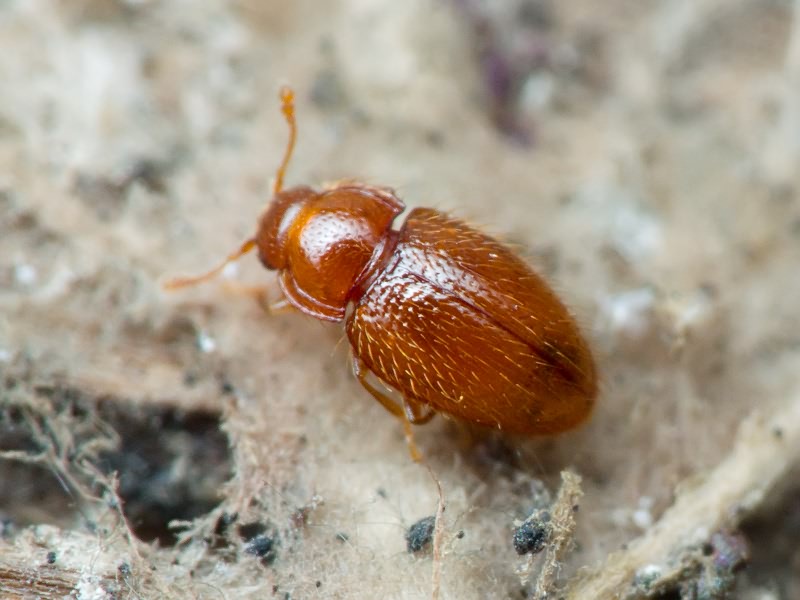 Mycetaea subterranea (Fabricius, 1801)